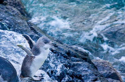 White-flippered penguin socialising on the rocks at the end of the day at Pohatu